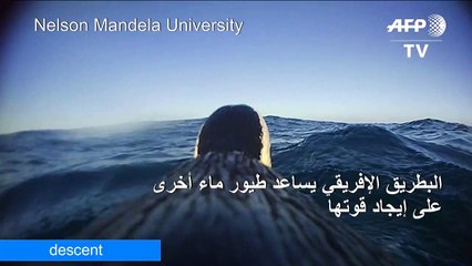 البطريق الإفريقي يساعد طيور ماء أخرى على إيجاد قوتها (دراسة)