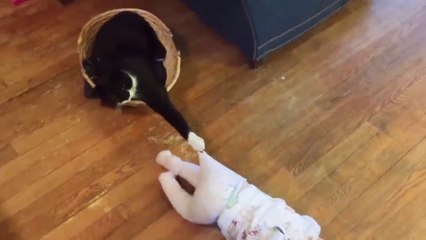 Cat Fun and Fails - Funny Baby