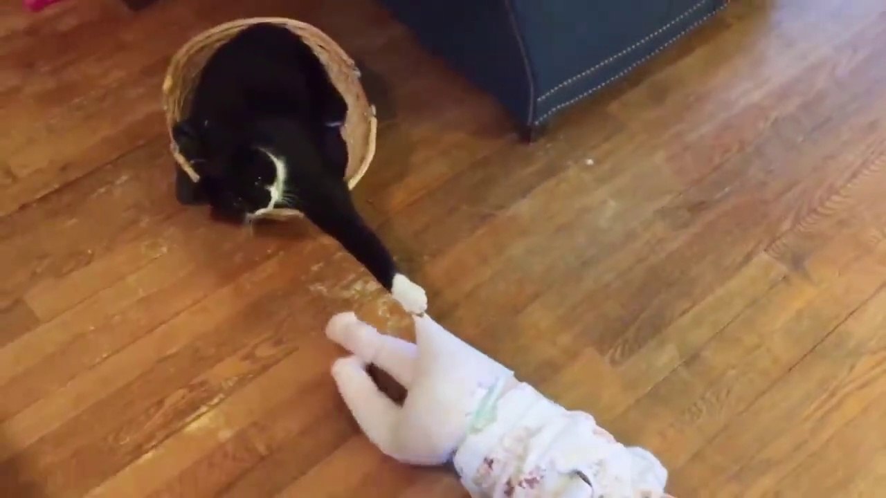Cat Fun and Fails - Funny Baby