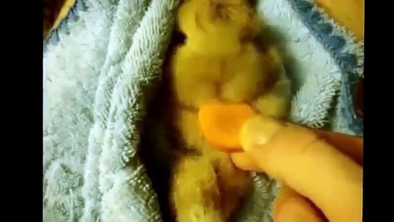 Funny Videos Cats and Dogs compilation
