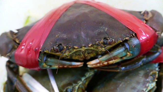 Japanese Street Food - GIANT MUD CRABS Crab Dumplings Chilli Okinawa Seafood Japan