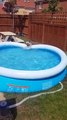 Ce chien a vraiment envie de se rafraîchir dans la piscine