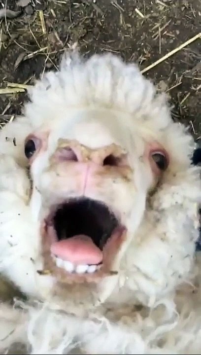 Cute Sheep