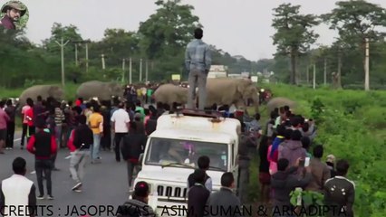 Descargar video: Un troupeau d'éléphants traverse la route Naksalbari en inde et c'est impressionnant