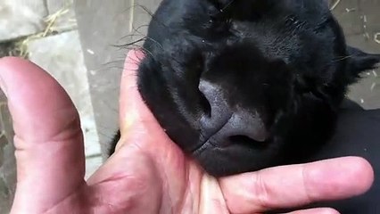 Cette grosse panthère noire est tellement affectueuse avec son maitre