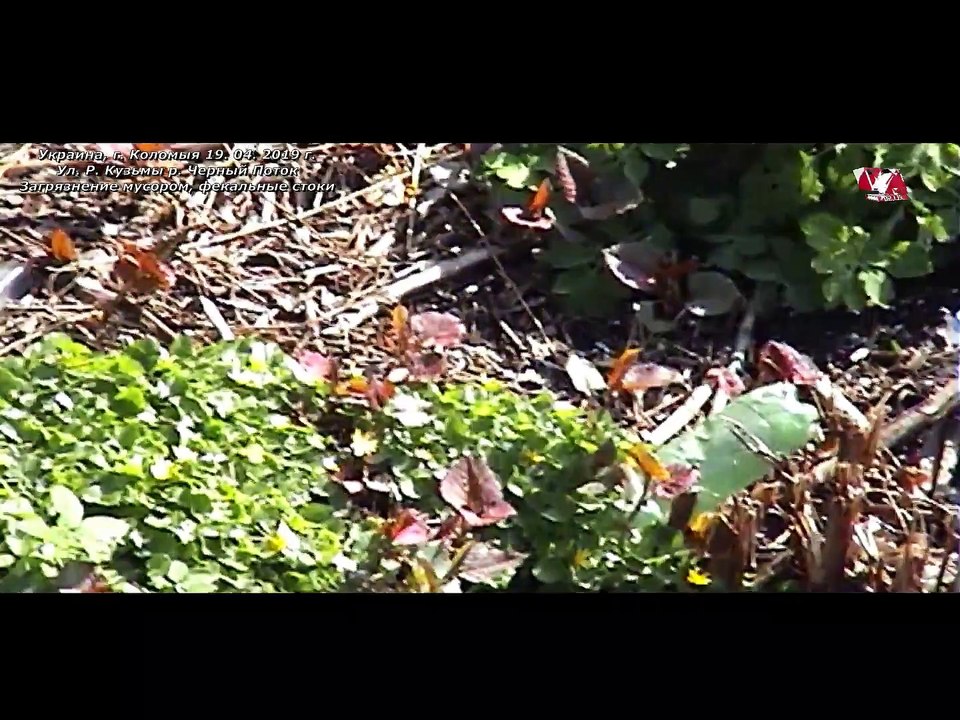 Загрязнение рек,- Украина, г. Коломыя 19.04.2019
