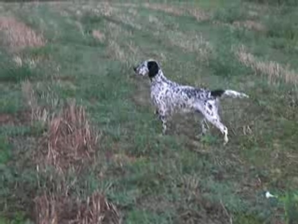 Wespa (İngiliz setter)