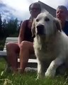 Un chien rejoint un bateau de touristes à la nage