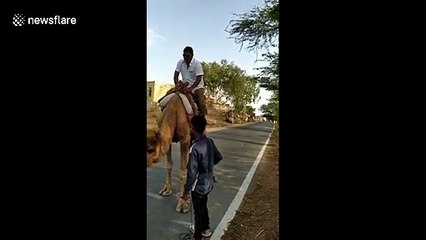 Hump day fails: man in India can't control camel, topples over