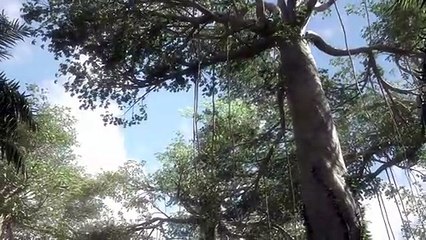 Jurassic World: Camp Cretaceous | New Animated Series | Netflix