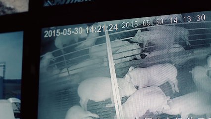 The History of the Pig (Within Us) | Trailer | Kino Otok 2019