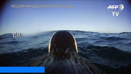 Penguin-cam sheds light on seabird fishing techniques