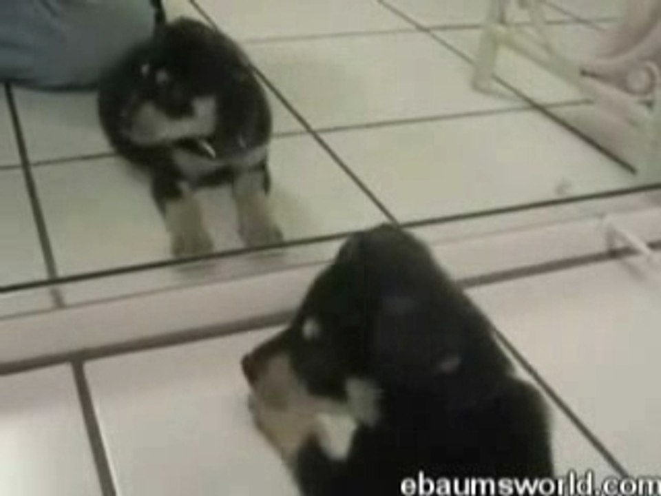 Puppy-vs-mirror