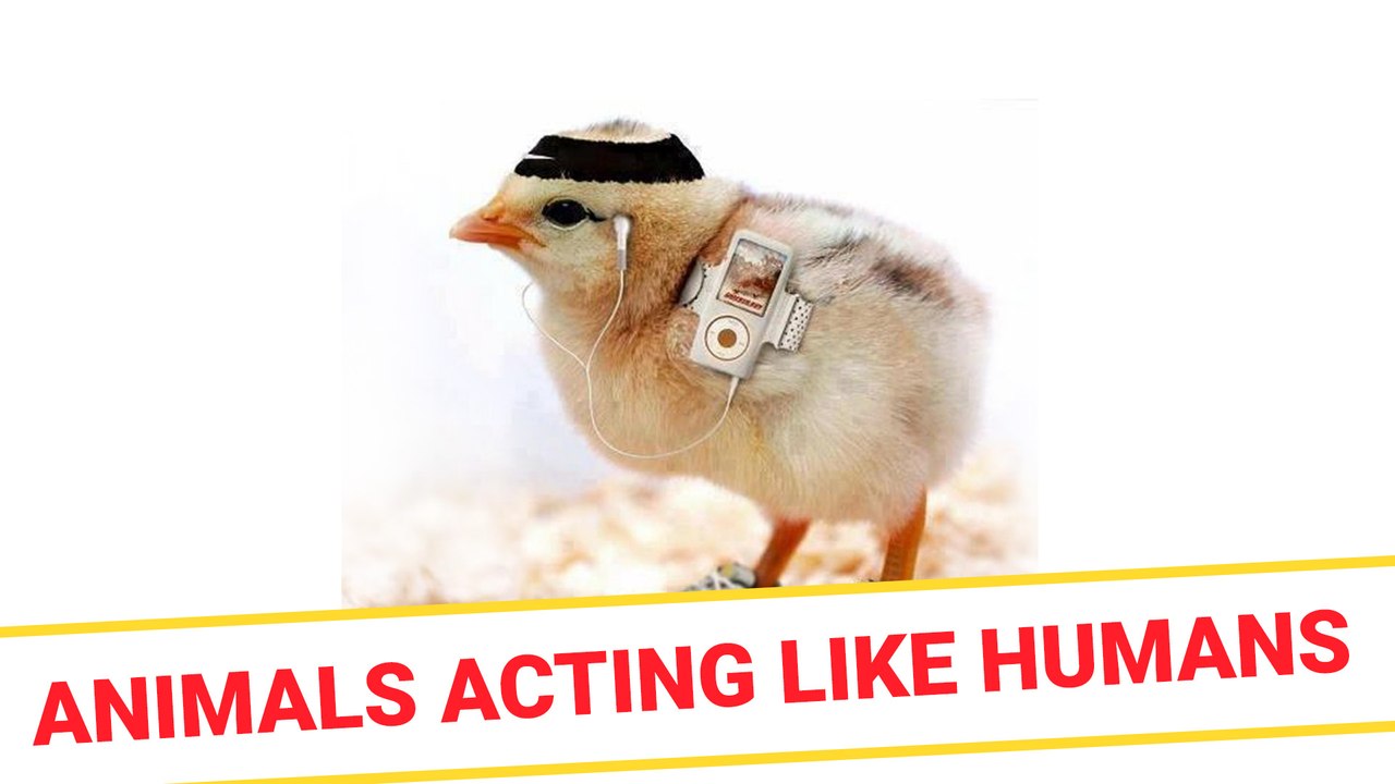 Animals acting like humans - video Dailymotion