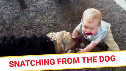Snatching from the dog
