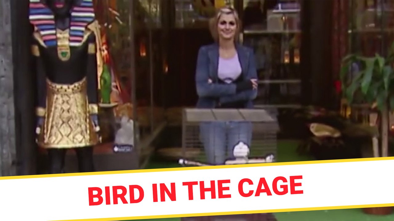 Bird in the cage