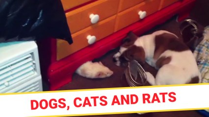 Dogs cats and rats