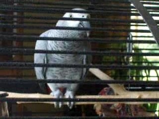 allo bonjour ca va  bonjour poppy