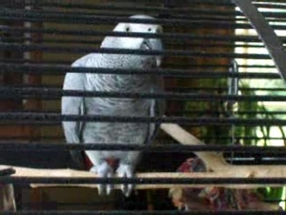 allo bonjour ca va  bonjour poppy