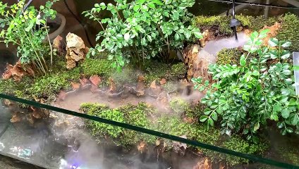 Making a forest with a waterfall