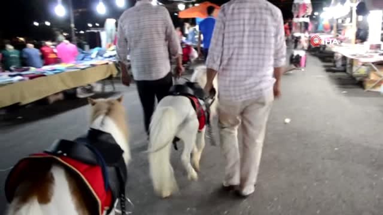 En büyük ilgi onlara...Çarşıda dünyanın en küçük atları ilgi odağı oldu