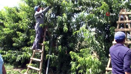 İnşaat sektöründen ayrıldı, nektarin bahçesi kurdu