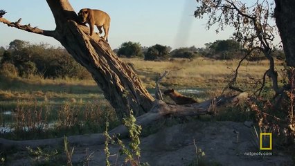 Hyenas Fight Lions For Control - Savage Kingdom
