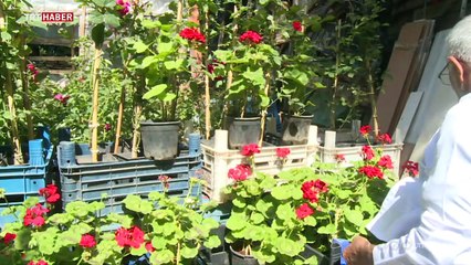 Hastalanan çiçekleri iyileştiren "çiçek doktoru"