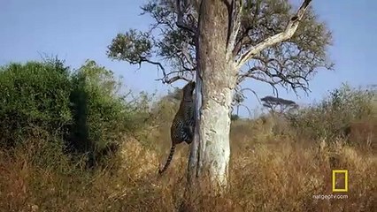 Leopard Hunts an Impala - Savage Kingdom