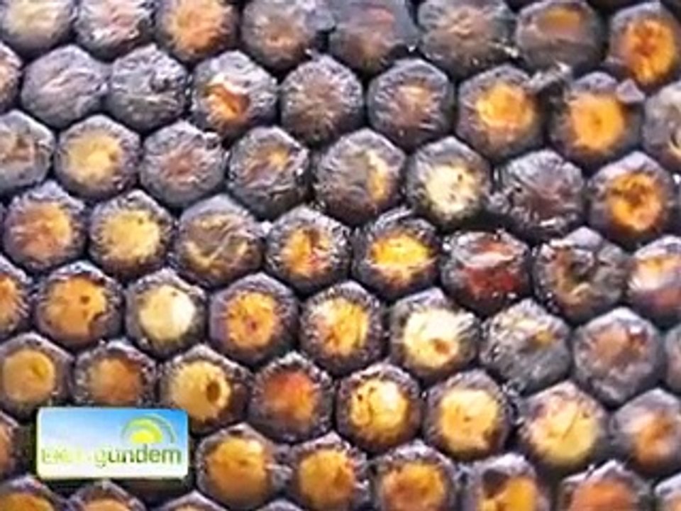 Propolis Hakkında Her Şey...