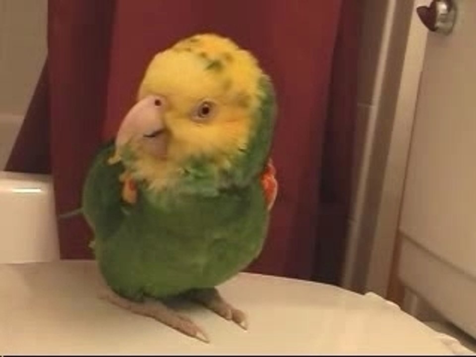 Singing parrot