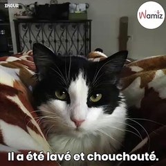 En miaulant devant une porte, ce chat trouve un nouveau foyer