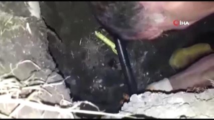 Kanal borusuna sıkışan inek kurtarıldı