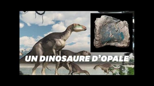 Des fossiles d'opale révèlent une nouvelle espèce de dinosaures