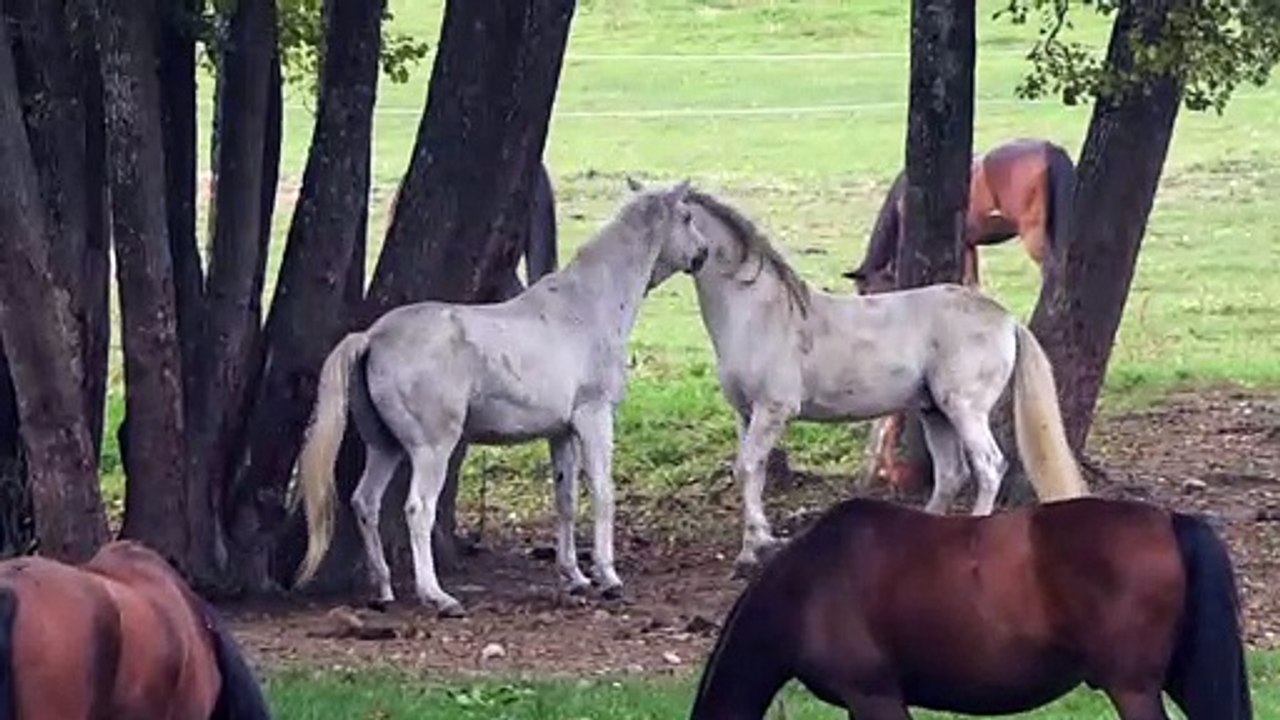Two horses kissing