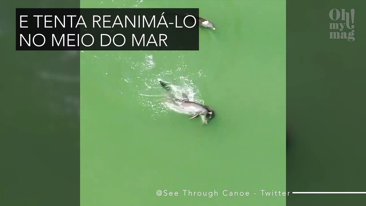 Mãe golfinho não aceita a morte do filho e vídeo emociona