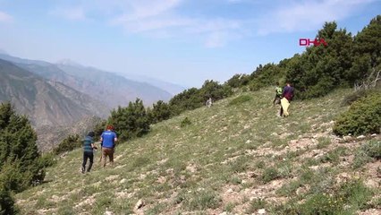 ERZURUM 'Çaşır' otunda şifa arıyorlar