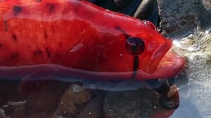 Magnifique ! Admirez ce poisson tout simplement majestueux.