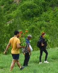 Tunceli'de "pes"dedirten görüntü! 60 bin TL cezası olan laleleri koparıp götürdüler