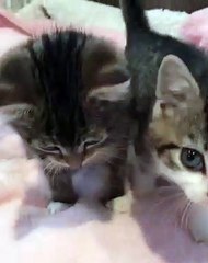 Les miaulements de ces chatons sont trop doux à entendre. Ecoutez !