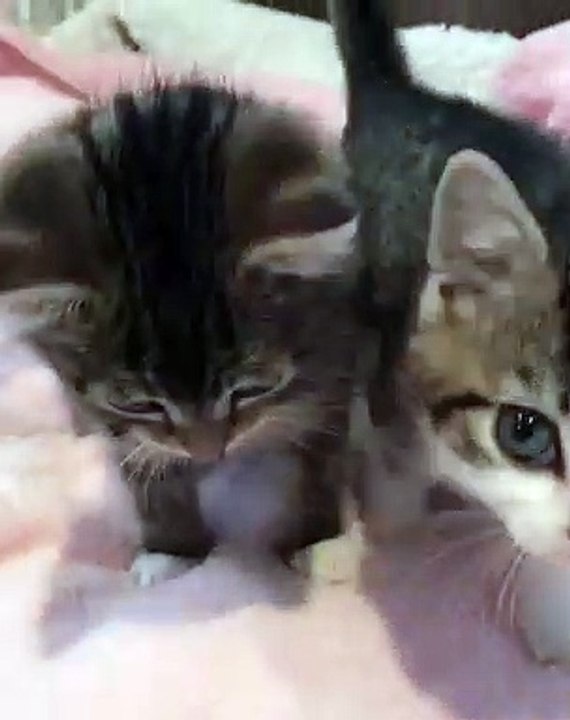 Les miaulements de ces chatons sont trop doux à entendre. Ecoutez !