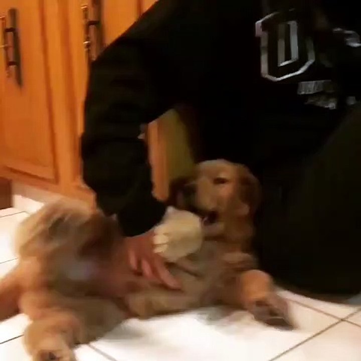 Voici ce que ça donne lorsqu'on gratte le ventre d'un chien. Trop cute !