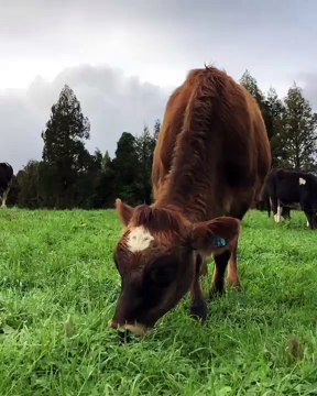 Cette vache est très belle. Admirez la !