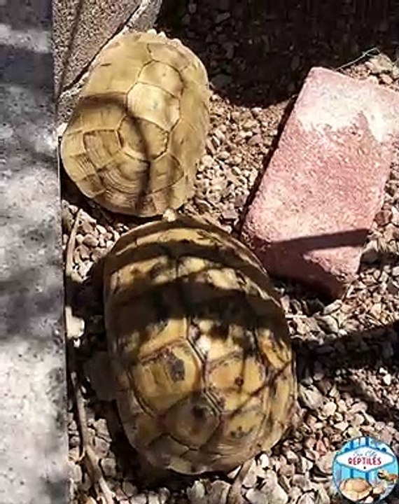 Une tortue grecque dorée gravide pousse un mâle de son chemin. Trop drôle !