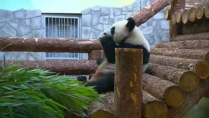 Watch: Putin and Xi meet pandas gifted from Beijing to Moscow zoo