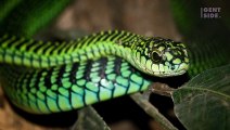 Lo studioso che , dopo il morso di serpente,  ha documentato la propria morte