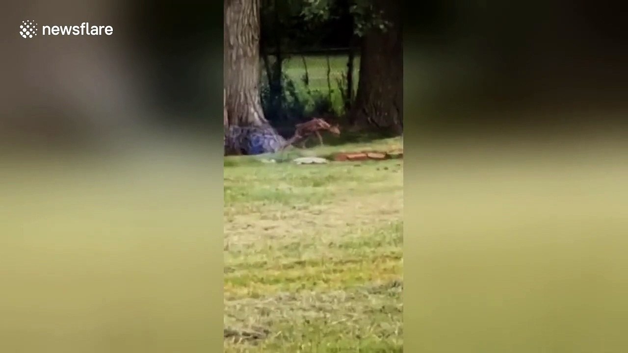 Oh deer: baby deer hilariously fails to hop fence in Ohio backyard