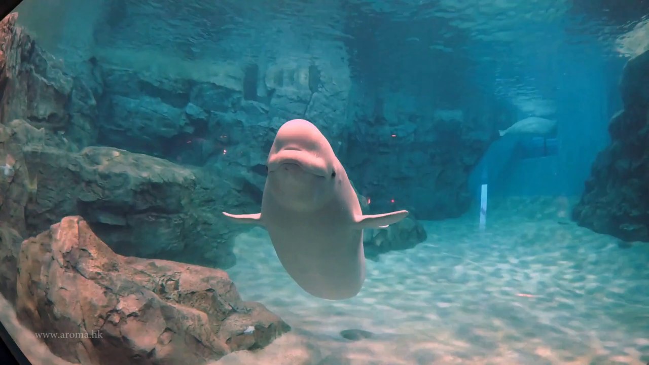 Nagoya Aquarium, Little white whale 名古屋水族館小白鯨