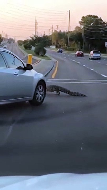 L'autoroute coupée.. par un crocodile qui traverse entre les voitures !