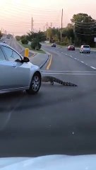 L'autoroute coupée.. par un crocodile qui traverse entre les voitures !